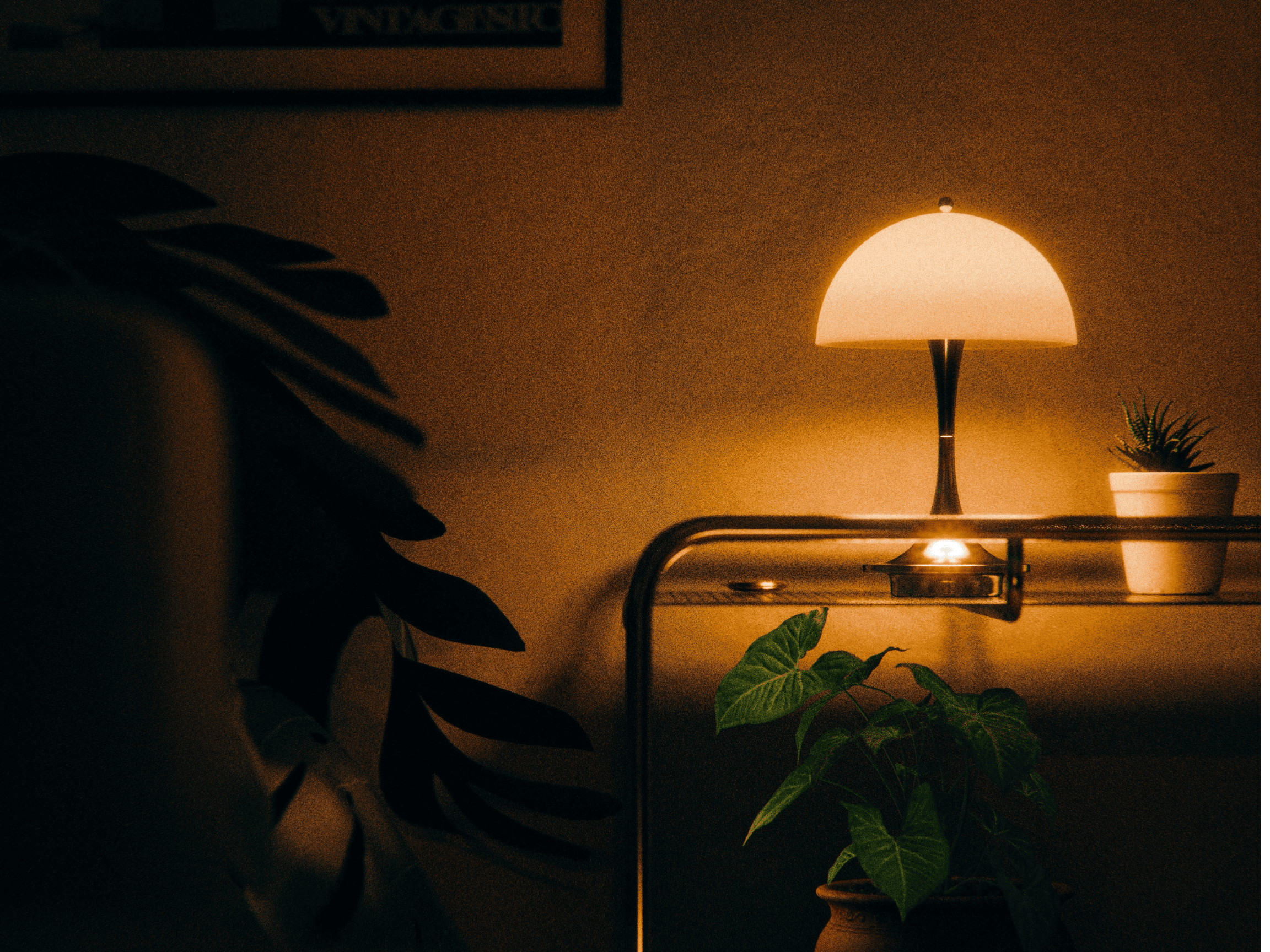 The one plant that survived.